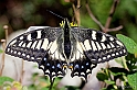 Papilio hospiton - Oasi WWF Monte Arcosu (40D_5080_1rid)